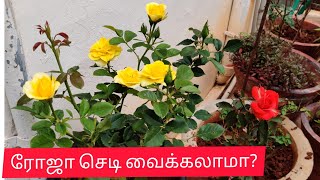 Rose plant growing tips | ரோஜா செடி பராமரிப்பு | நன்கு‌ துளிர்த்து நிறைய பூக்கள் வர இப்படி செய்யுங்க