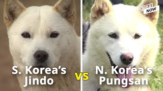 These Korean dogs are natural treasures, but divided between North and South!