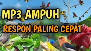 Suara pikat burcil ribut ampuh //mp3  paling cepan respon