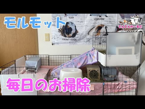 【モルモット】ケージの毎日のお掃除 手順の紹介