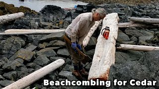Beachcombing for Cedar - The Red Whale