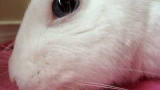 Bunnies Can Purr Too! Bunnies Can Purr Too!