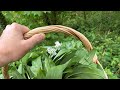 Lacto fermented wild garlic stems