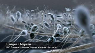 Осязание Осязание