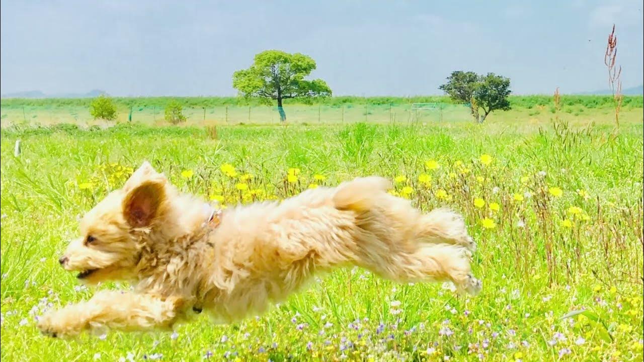 ポロン／コンパスと時計のない旅へ ― to tokei no naitabie YouTube