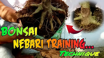 How to Create Bonsai Nebari | Bonsai Root training technique | Nature