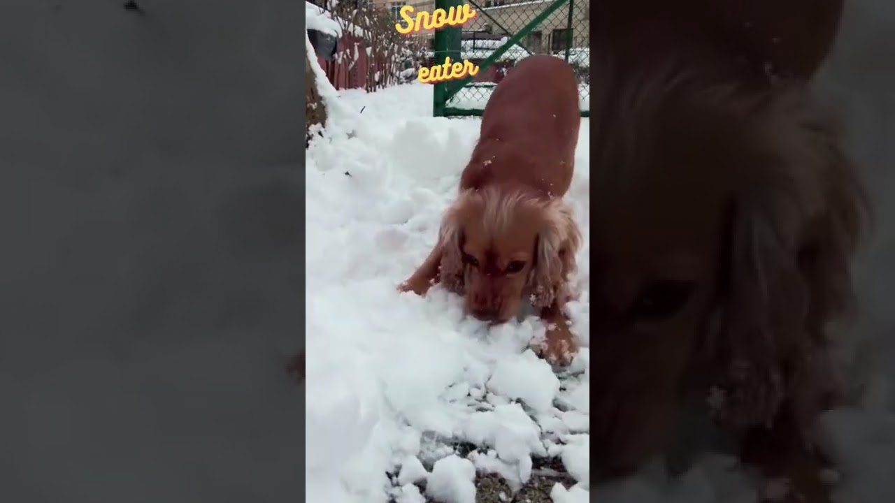 Funny Dog | Best Pet Dog | 