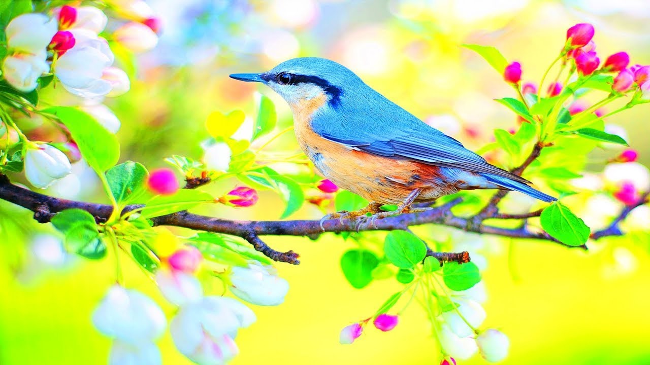 Звуки птиц для сна. Пение птиц релакс. Релакс птицы в весеннем лесу. Птички поют для сна. Птички звук релакс.