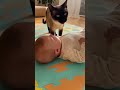 My Siamese Cat is Telling My Baby ALL The Secrets...#siamesecat #catandbaby #talkingcat #cuteanimals