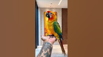 Tiny and giant insects #insects #bug #glintmotion