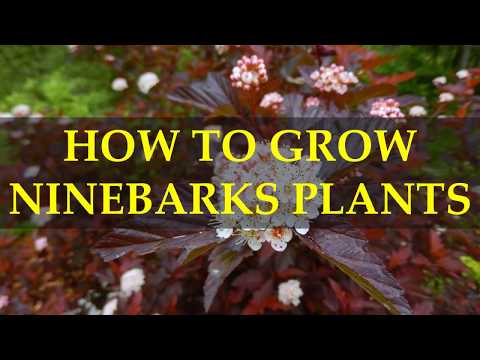 HOW TO GROW NINEBARKS PLANTS