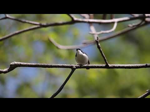 コルリのさえずり
