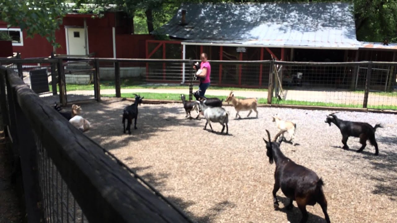 Priscilla at Petting Zoo Gatlinburg YouTube