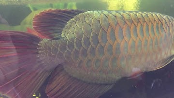 Cách tôi trị bệnh nấm trắng, nấm đen  và xú vẫy.