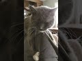 socks my cat