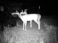 Buck gravity deer feeder