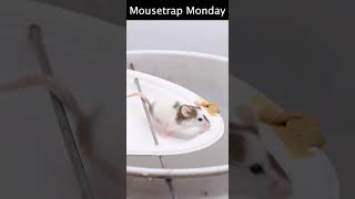 The High Dive Paper Plate Bucket Mouse Trap