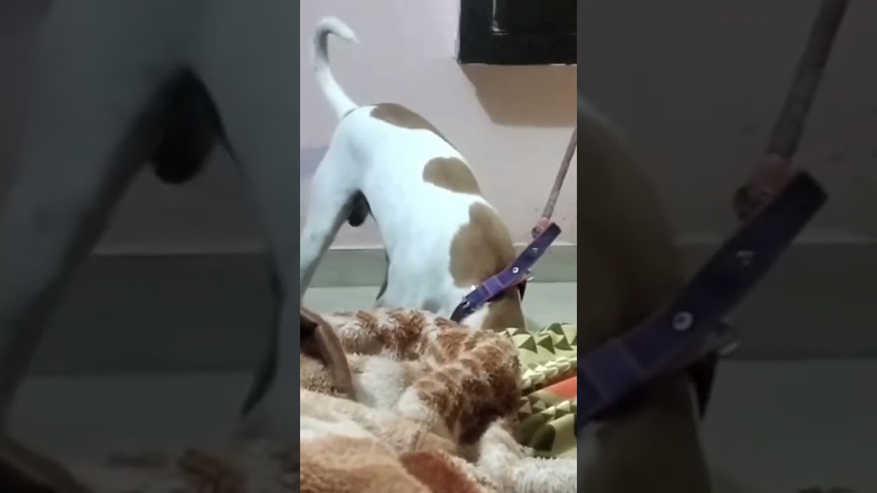 Jerry fav calcium bone ☺️