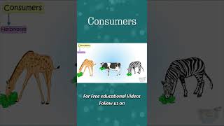 Consumers | Herbivores, Carnivores, Omnivores | Food Chain | Producers, Consumers | Science shorts