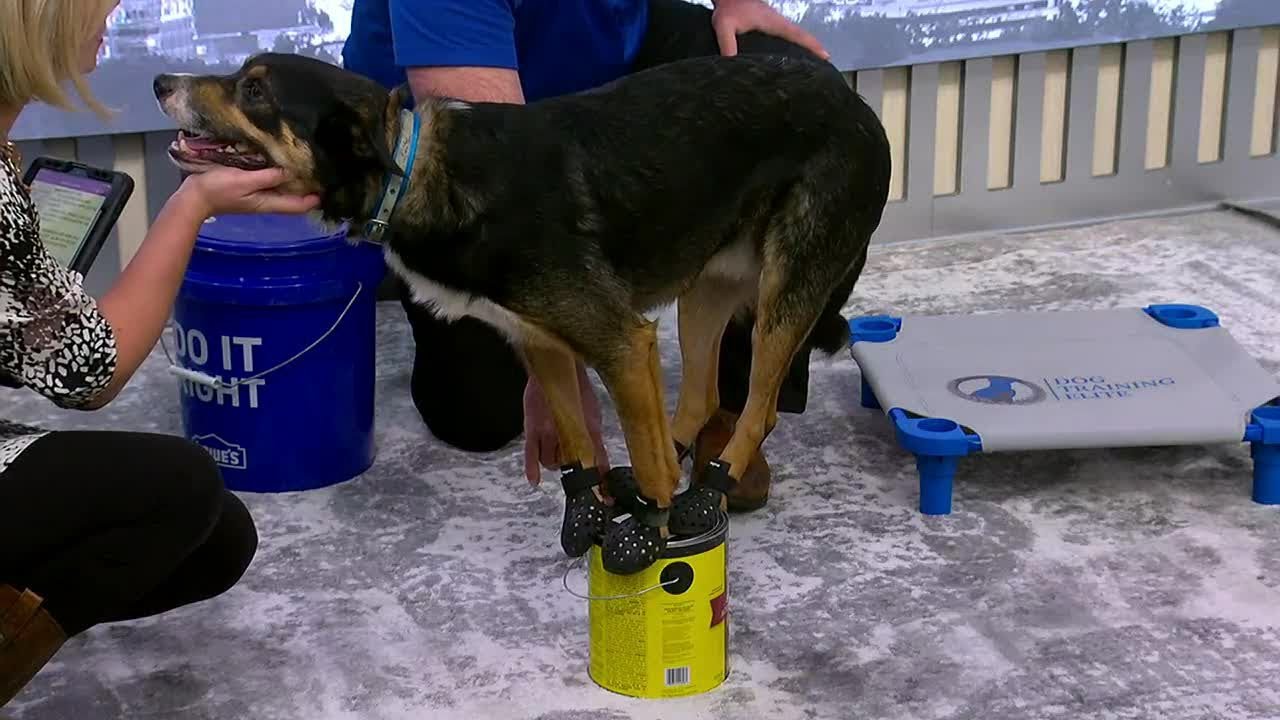 Tips to train your dog at home