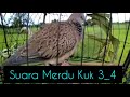 ISTIMEWAH || Terkukur kuk 3_4 mr.jack || #terkukur #pikattekukur