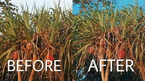 EASY VSCO EDITING TUTORIAL USING G4 FILTER 2019 | CARA MUDAH EDIT VSCO DENGAN FILTER AESTHETIC