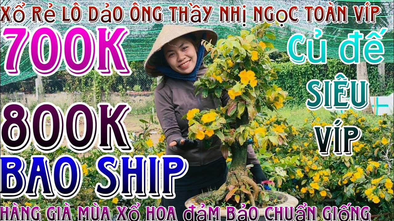 🌈11/03/2026☎️0384033427(Nhi)🔥 xổ rẻ lô mai giống nhị ngọc toàn, siêu bông bình lợi, dảo ông thầy