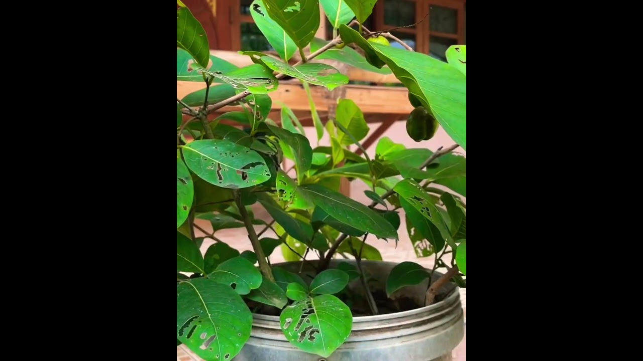 Chebulic Myrobalans :ปลูกสมอไทยในกระถาง