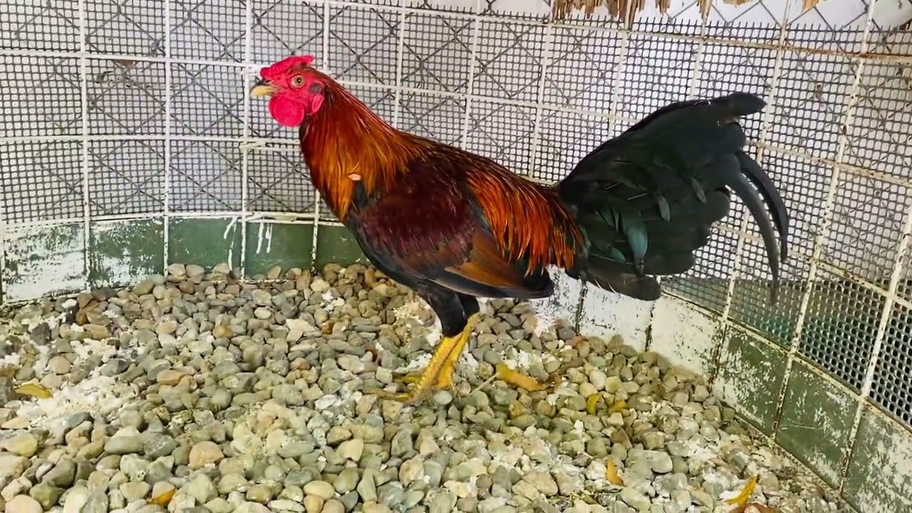 Acabando de bajar del machero M7 M8                 (Abuelo pepito) RD 🇵🇷🇩🇴