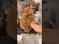 kucing oren kni tenyata pinter banget bujuk orang 🥰 #GTJ #kucinglucu #kucing #subcribemychannel