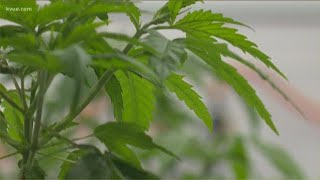 Gov. Abbott signs bill allowing farmers to grow hemp | KVUE