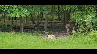 Deer Family  May 2024