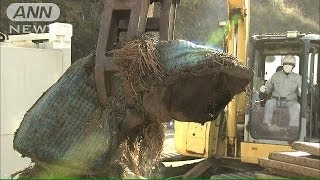 伊豆大島・土砂災害から2カ月　がれき運搬始まる(13/12/17)