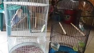 LOVEBIRD PASVIO NGEKEK PANJANG