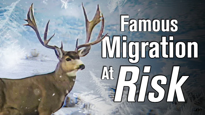 25,000 Deer KILLED in One Winter…UNBELIEVABLE Wildlife MIGRATION in Wyoming