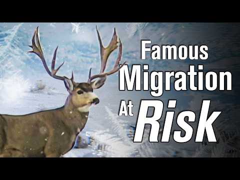 25,000 Deer KILLED in One Winter…UNBELIEVABLE Wildlife MIGRATION in Wyoming