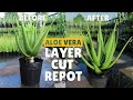 How To Layer, Cut and Repot Big Aloe Vera Plant