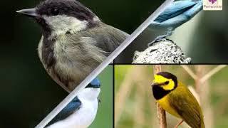 Learning about perching birds, birds of prey, swimming Birds, wading birds,, scratching Birds learn