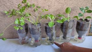 Pet/Soda Bottles :  Three Ways to Re-use as Self-Watering Planter