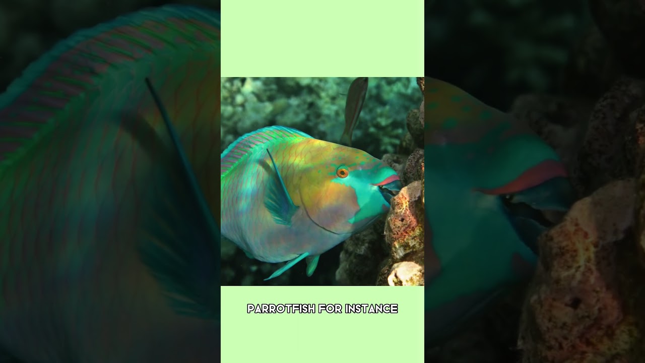 TRANSGENDER ANIMALS!? WHEN NATURE THROWS US A CURVEBALL.