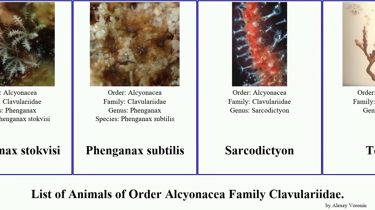 List of Animals of Order Alcyonacea Family Clavulariidae. telesto subtilis crassa viridis rudis