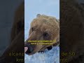 El depredador apex el oso grizzly
