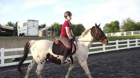 My New INTRO!! | CNK Equestrian