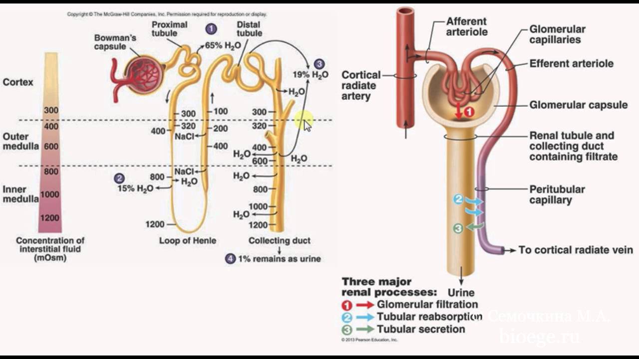 Последовательность движения мочи в организме человека. Строение нефрона образование первичной мочи. Нефрон образование первичной и вторичной. Схема образования первичной и вторичной мочи. Схема строения нефрона ток первичной и вторичной мочи.