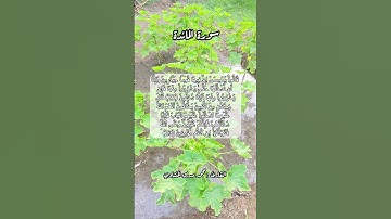 سورة المائدة ٢٢-٢٣ #قرآن #قرآن_كريم #quran #اكسبلور #قران #قران_كريم #قرأن