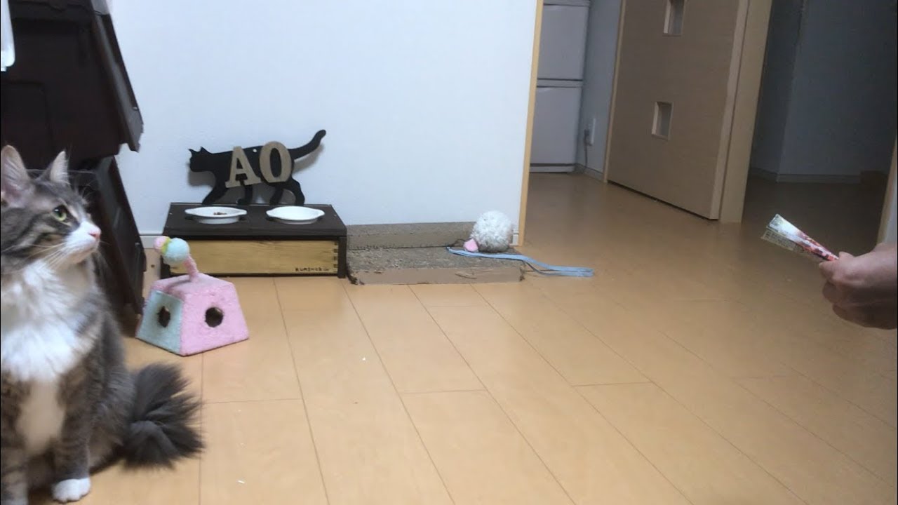 クラッカーを体感する猫 ノルウェージャンフォレストキャットcat that experienced a cracker.Norwegian Forest Cat. YouTube