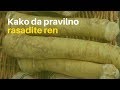 Kako da pravilno rasadite ren