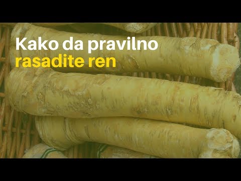 Video: Naučite kako uzgajati biljke hrena