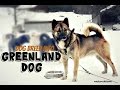 Greenland Dog (Greenland Husky/ Grønlandshunden ) の動画、YouTube動画。