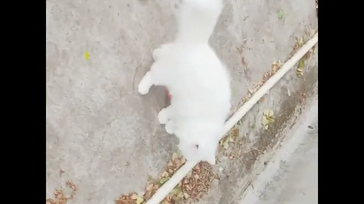 Video 11788011: persian cats catlover, persian cat playing